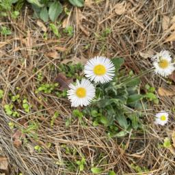 Erigeron pulchellus flowers