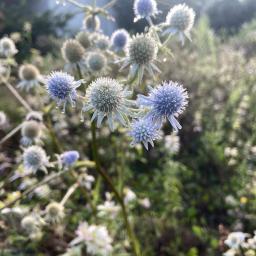 Eryngium integrifolium flowers