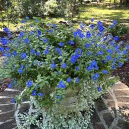 Evolvulus glomeratus 'Blue Daze' flowering habit