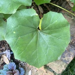 Farfugium japonicum 'Aureomaculatum' foliage