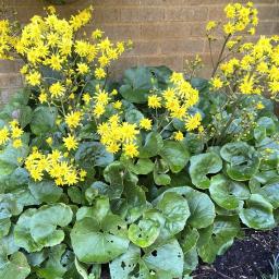 Farfugium japonicum flowering habit