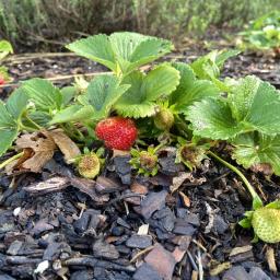 Fragaria ×ananassa 'Seascape' fruiting habit