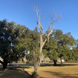 Fraxinus caroliniana winter habit