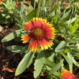 Gaillardia 'Arizona Sun' flower