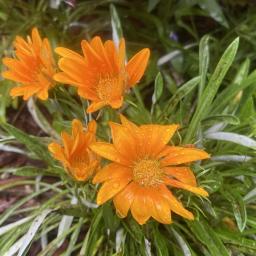 Gazania rigens (New Day® Bright Mixture) flowers