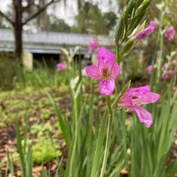 Gladiolus communis var. byzantinus flower