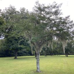 Gleditsia triacanthos habit