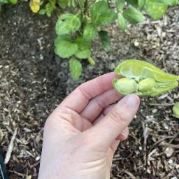 Glycine max 'Midori Giant' seed