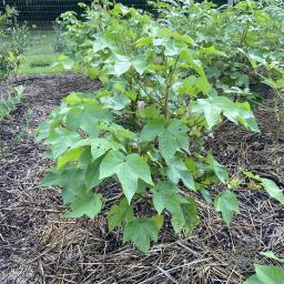 Gossypium hirsutum 'Sea Island Brown' flowering habit