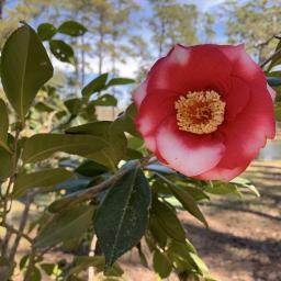 Camellia japonica 'Gunsmoke Variegated' flower