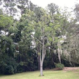 Gymnocladus dioica habit