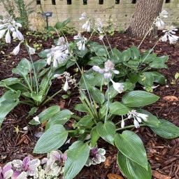 Hosta 'Halcyon' (Tardiana Group) habit