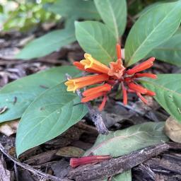 Hamelia patens flowers