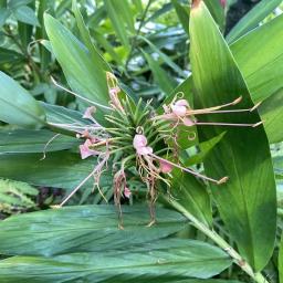 Hedychium coccineum flowers