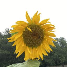 Helianthus annuus 'Mammoth' flower