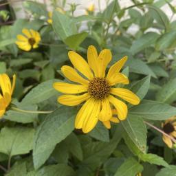 Heliopsis helianthoides flower