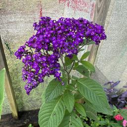 Heliotropium arborescens 'Fragrant Delight' flower