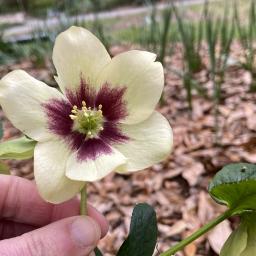 Helleborus 'Spanish Flare' (HONEYMOON® Series) flower