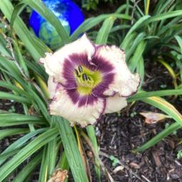 Hemerocallis 'Inwood' flower