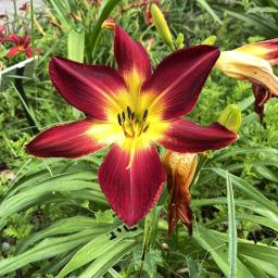 Hemerocallis 'Ruby Spider' (RAINBOW RHYTHM® Collection) flower