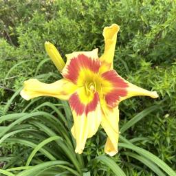 Hemerocallis 'Tiger Swirl' (RAINBOW RHYTHM® Collection) flower