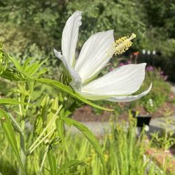 Hibiscus coccineus (White-Flowered) flower