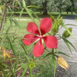 Hibiscus coccineus flower