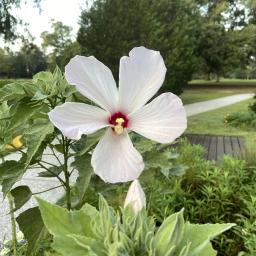 Hibiscus grandiflorus flower