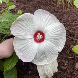 Hibiscus moscheutos 'PAS304889' (Luna™ White) flower