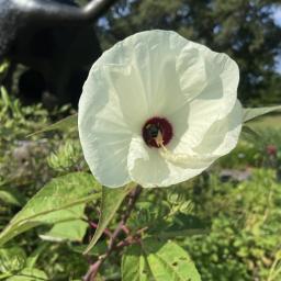 Hibiscus moscheutos flower