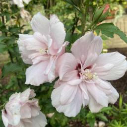 Hibiscus syriacus 'JWNWOOD4' (Pink Chiffon®) flower