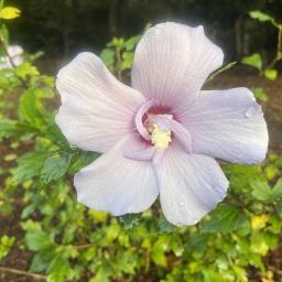 Hibiscus syriacus 'Notwoodthree' (Blue Chiffon®) flower