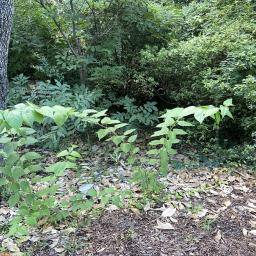 Holmskioldia sanguinea habit