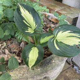 Hosta 'Dream Weaver' habit