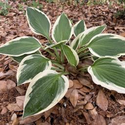 Hosta 'Fortunei Aureomarginata' habit