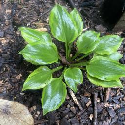 Hosta 'Grand Tiara' foliage