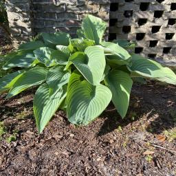 Hosta 'Sum and Substance' habit