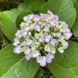 Hydrangea macrophylla 'Ayesha' Flowers