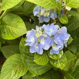 Hydrangea macrophylla 'Penny Mac' flowers