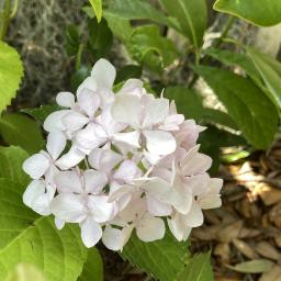 Hydrangea macrophylla 'Soeur Thérèse' (Sister Therese) flowers