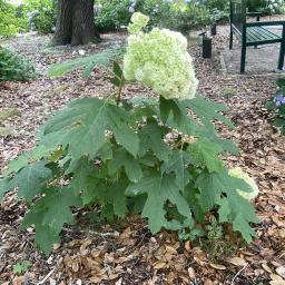 Hydrangea quercifolia 'Brother Edward' (Gatsby Moon®) flowering habit