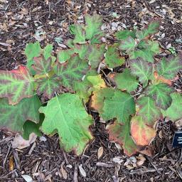 Hydrangea quercifolia 'JoAnn' (Gatsby Pink®) fall foliage