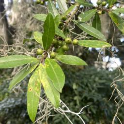 Ilex cassine 'Bryanii' foliage and fruit