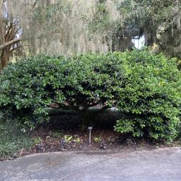 Ilex cornuta 'Rotunda' habit