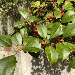 Ilex opaca foliage