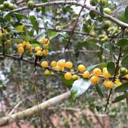 Ilex vomitoria 'Yawkey' fruit