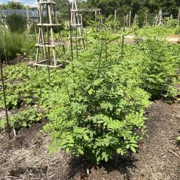 Indigofera suffruticosa habit