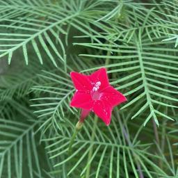 Ipomoea quamoclit flower