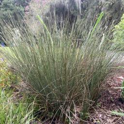 Juncus effusus 'Quartz Creek' habit