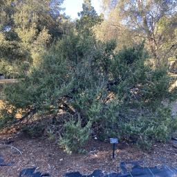 Juniperus communis habit